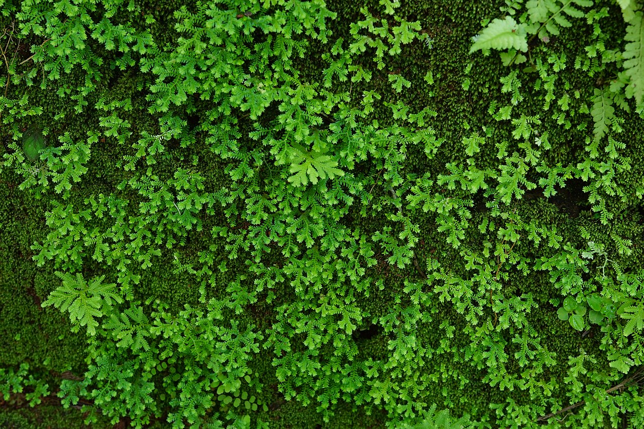Braun's spikemoss: Selaginella braunii