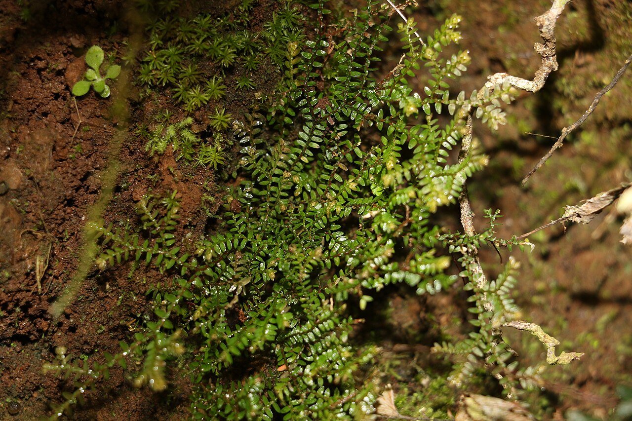 Selaginella brisbanensis: Selaginella brisbanensis