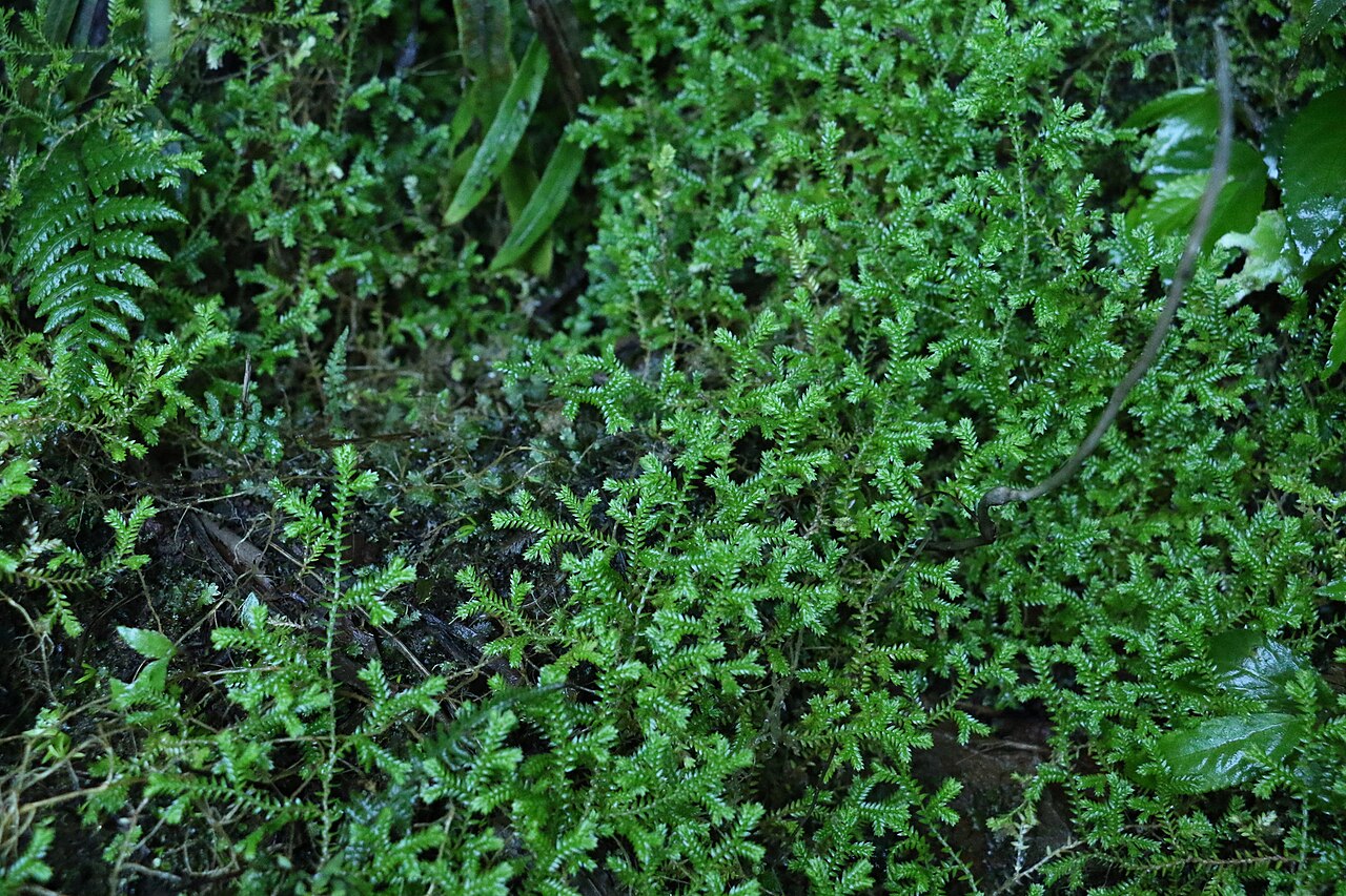 Selaginella brisbanensis: Selaginella brisbanensis