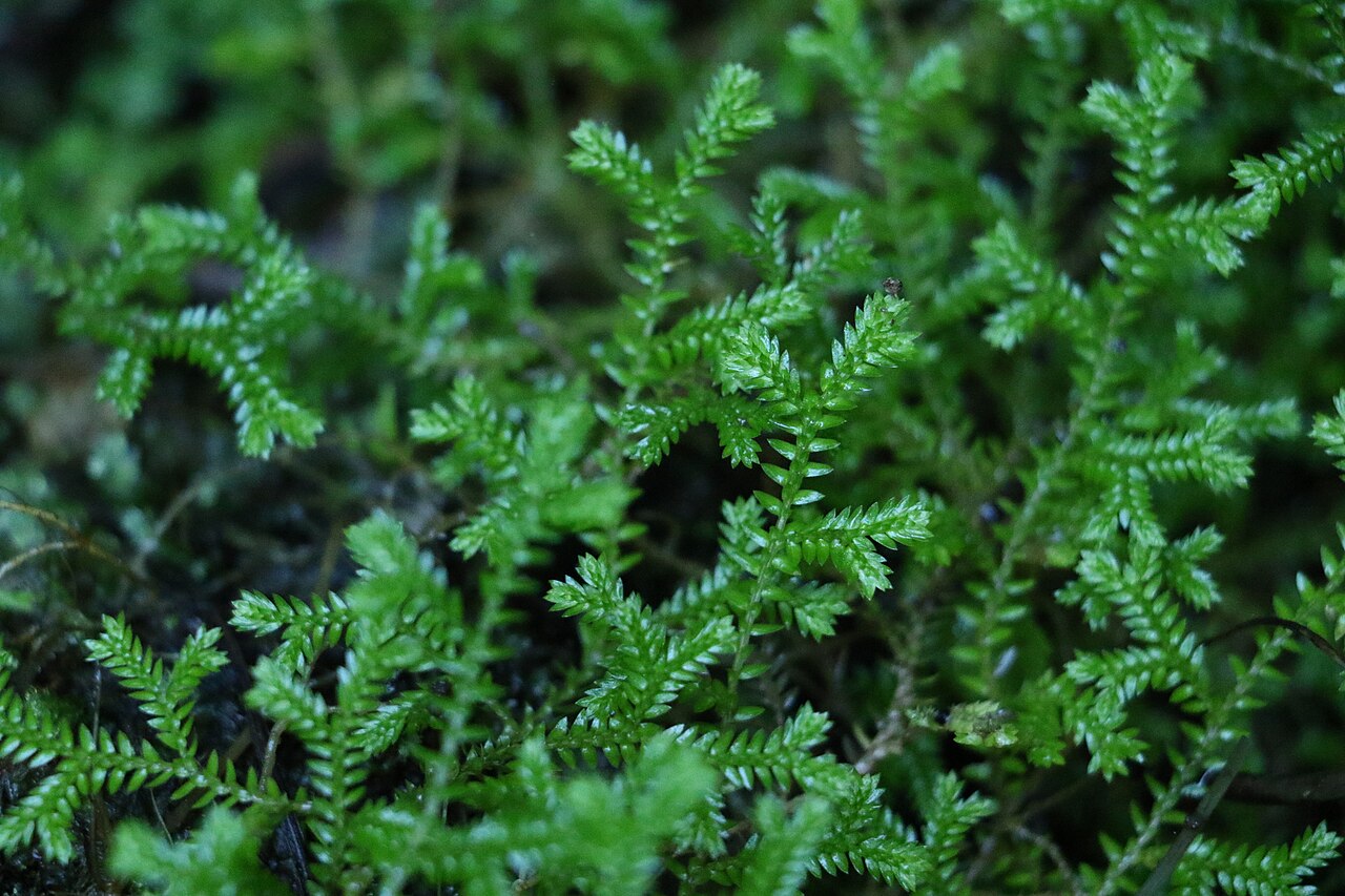 Selaginella brisbanensis: Selaginella brisbanensis
