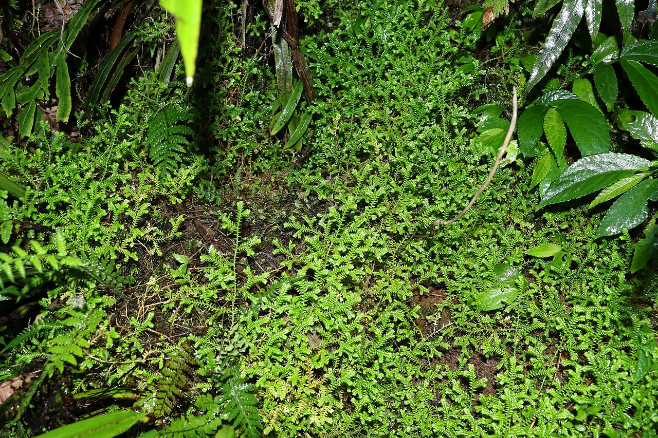 Selaginella brisbanensis: Selaginella brisbanensis