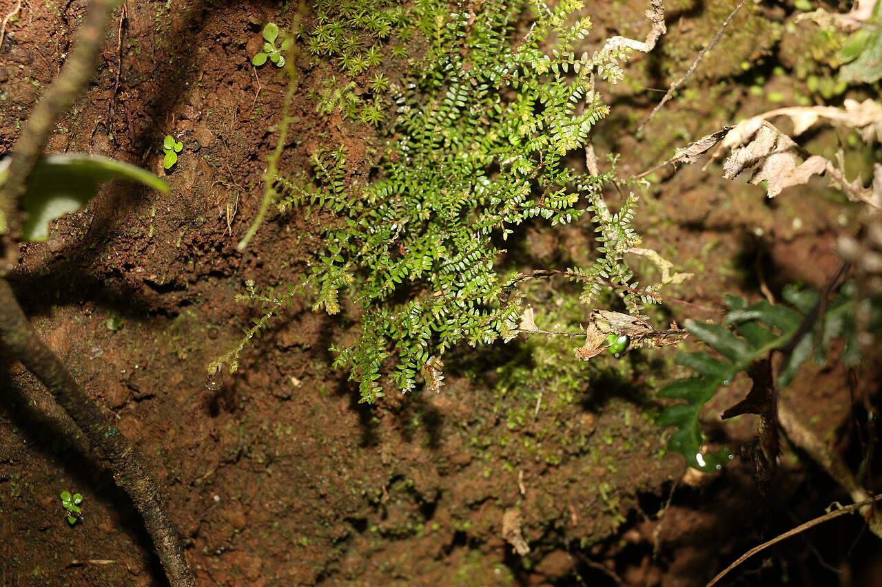 Selaginella brisbanensis: Selaginella brisbanensis