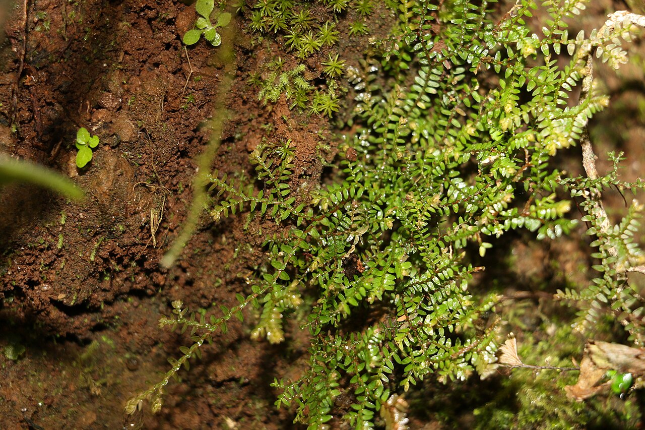 Selaginella brisbanensis: Selaginella brisbanensis
