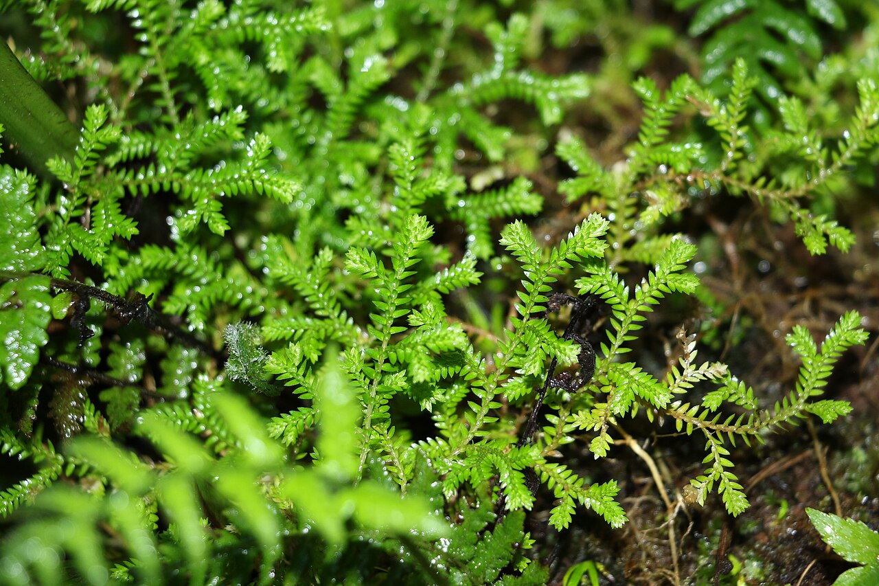 Selaginella brisbanensis: Selaginella brisbanensis