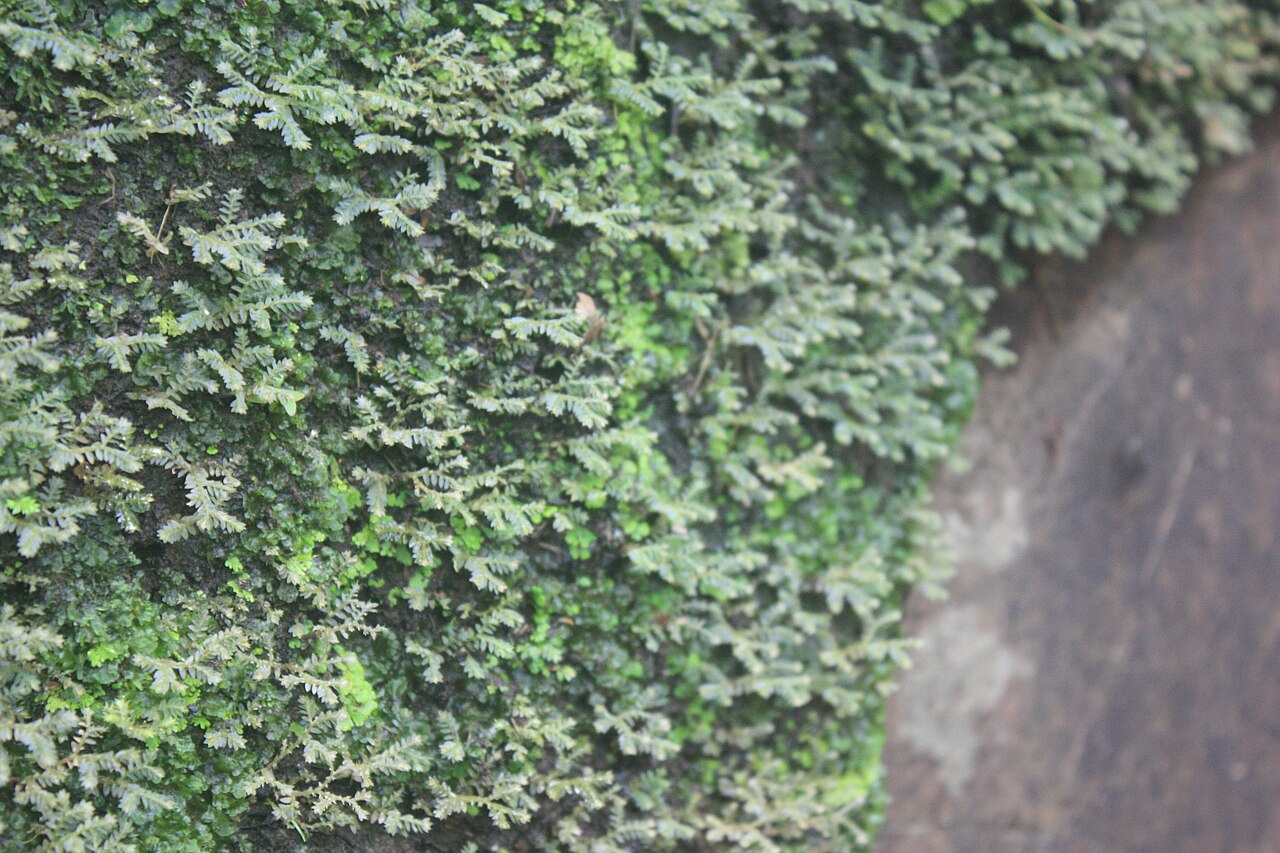 Selaginella buchholzii: Figure 2 f; Species newly documented for the flora of Burkina Faso. Selaginella buchholzii
