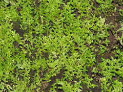 Fringed spikemoss (Selaginella ciliaris)