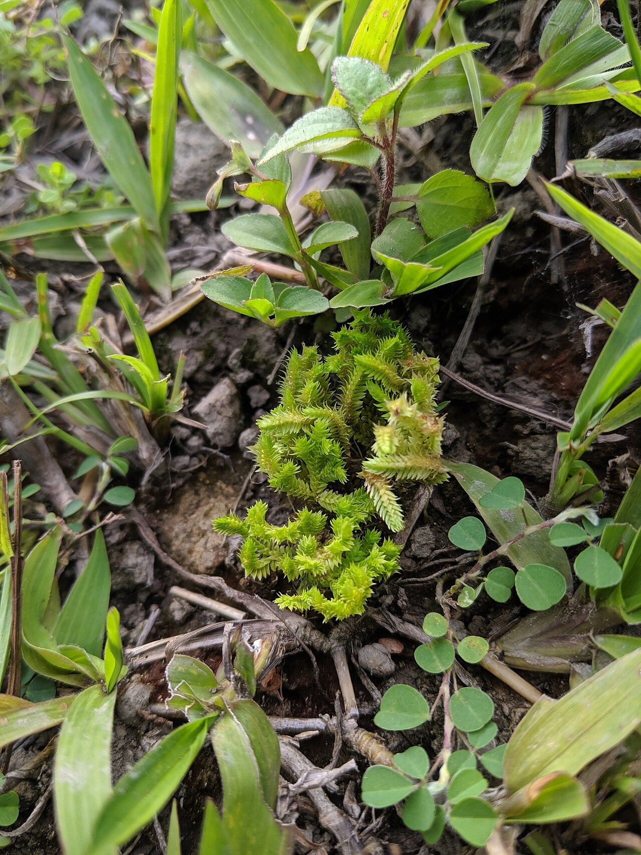 Fringed spikemoss: Spring-Fringed Spikemoss