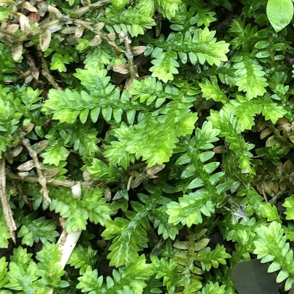 Fringed spikemoss (Selaginella ciliaris)