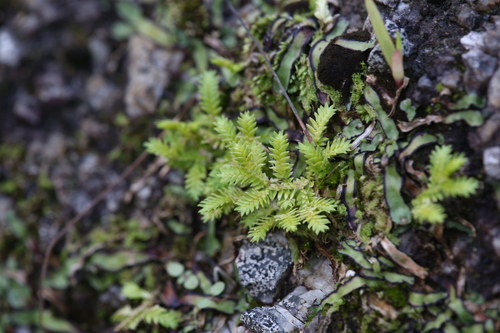 Fringed spikemoss (Selaginella ciliaris)