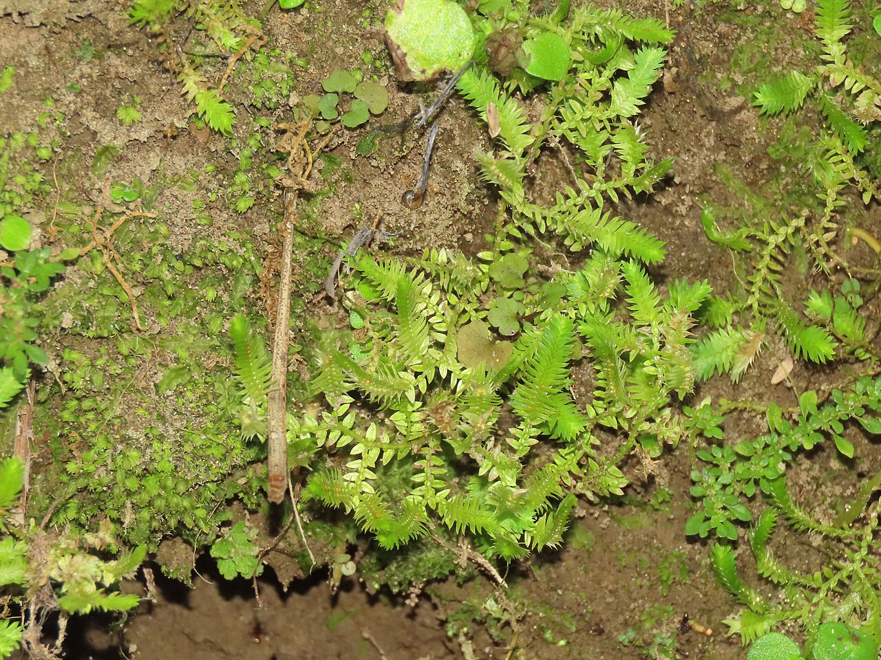 Fringed spikemoss: Spring-Fringed Spikemoss