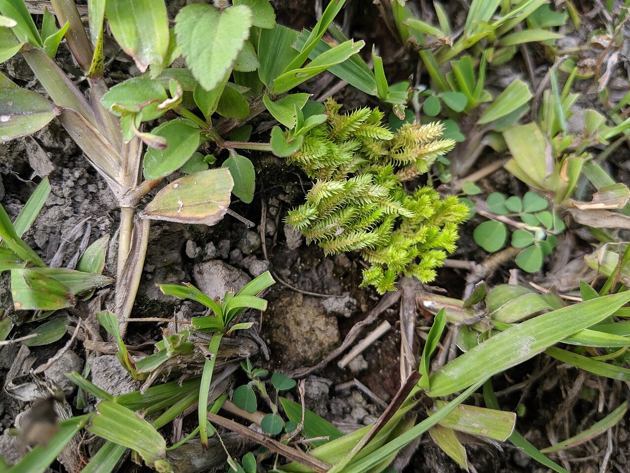 Fringed spikemoss: Spring-Fringed Spikemoss