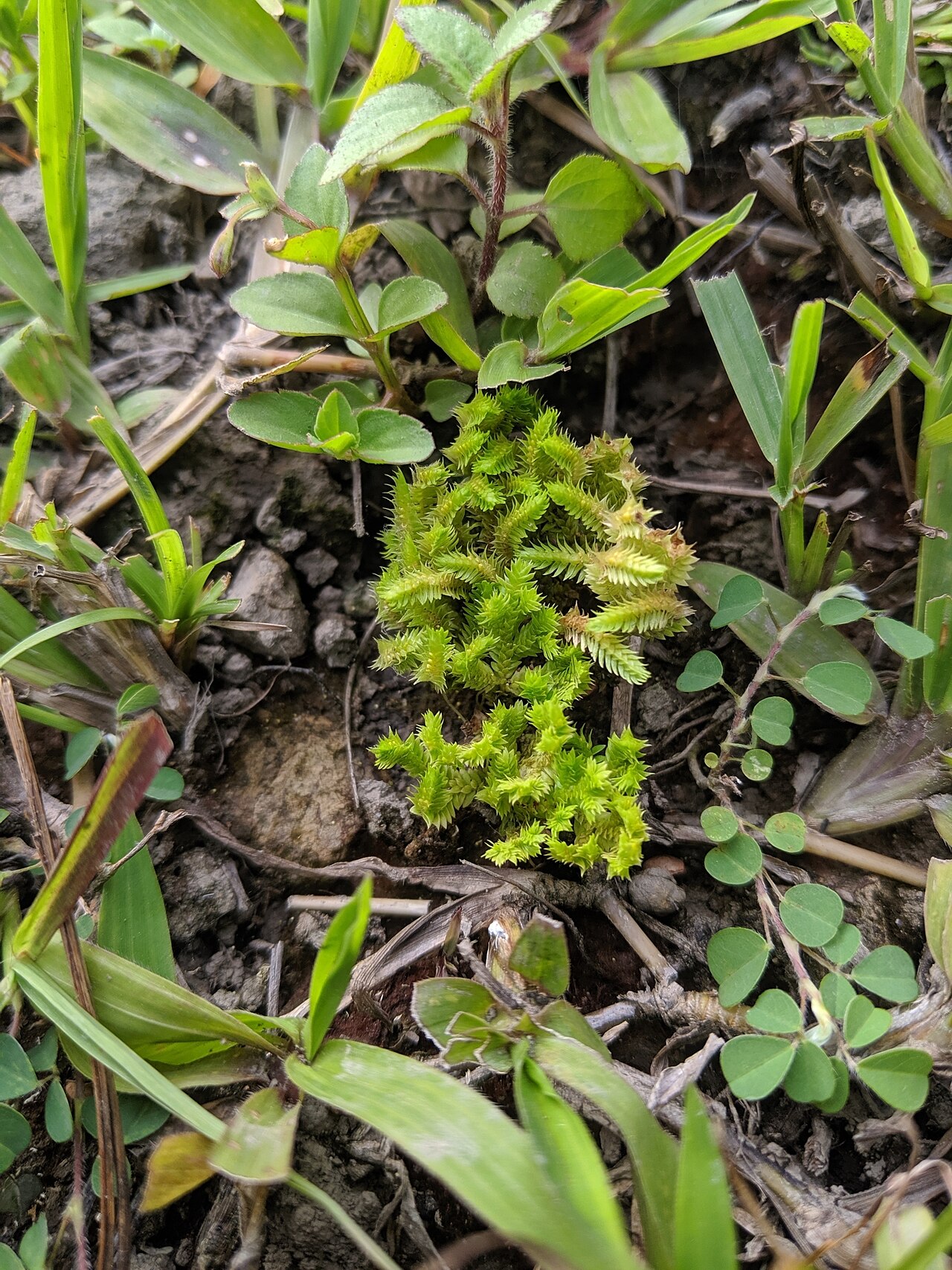 Fringed spikemoss: Spring-Fringed Spikemoss