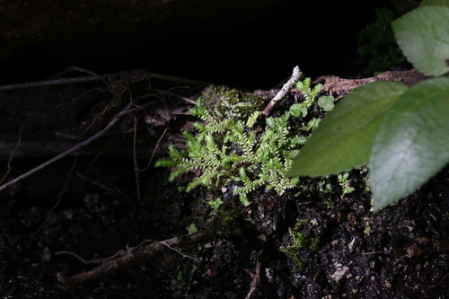 Fringed spikemoss (Selaginella ciliaris)