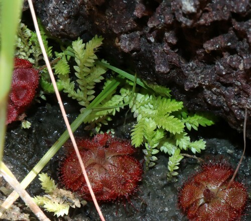 Fringed spikemoss (Selaginella ciliaris)