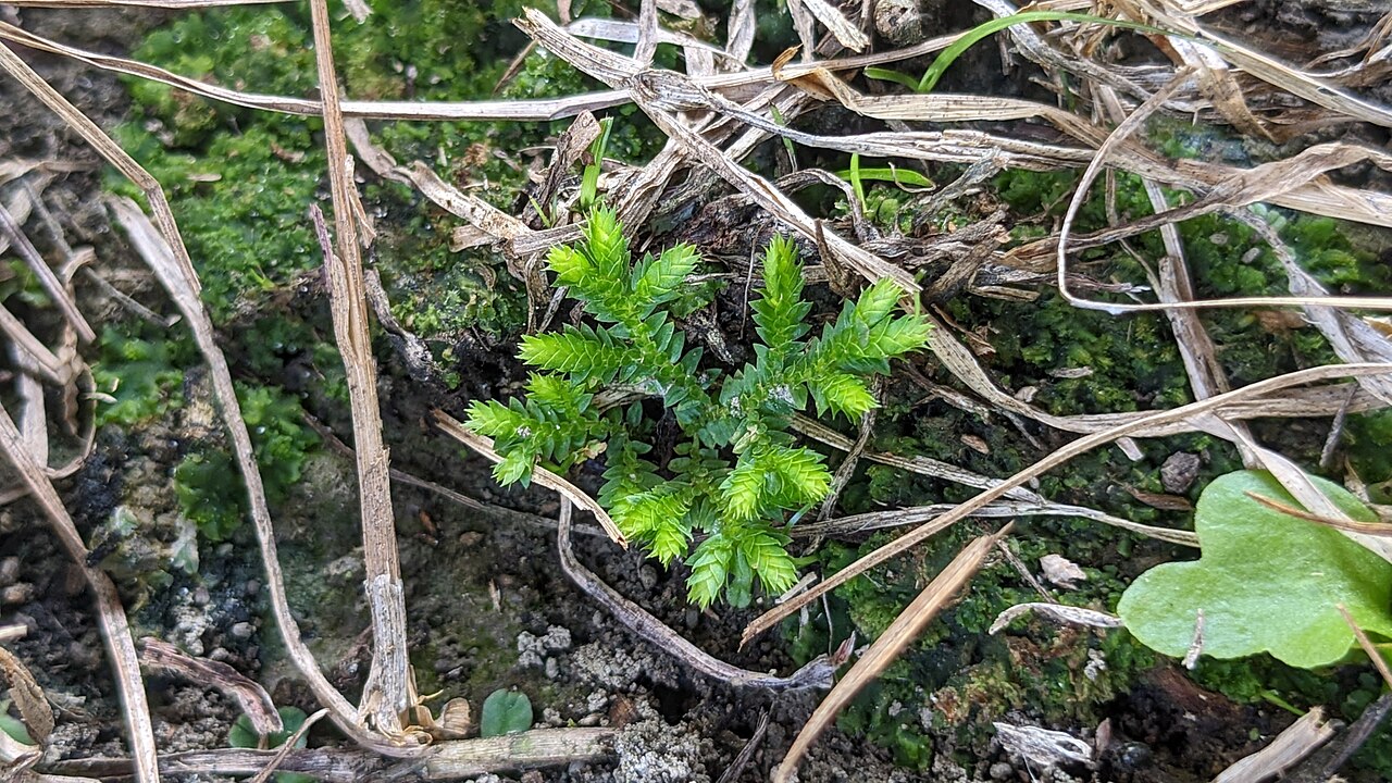 Fringed spikemoss: Spring-Fringed Spikemoss