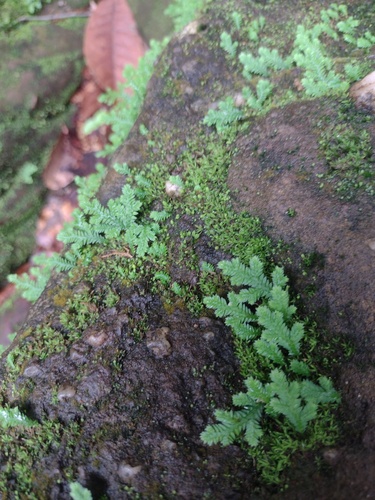 Fringed spikemoss (Selaginella ciliaris)