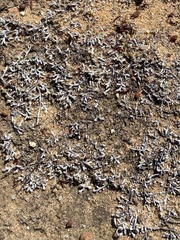 Mesa spikemoss (Selaginella cinerascens)