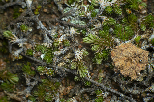 Mesa spikemoss (Selaginella cinerascens)