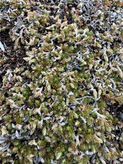 Mesa spikemoss (Selaginella cinerascens)