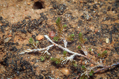Mesa spikemoss (Selaginella cinerascens)