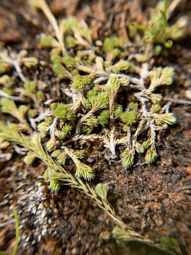 Mesa spikemoss (Selaginella cinerascens)