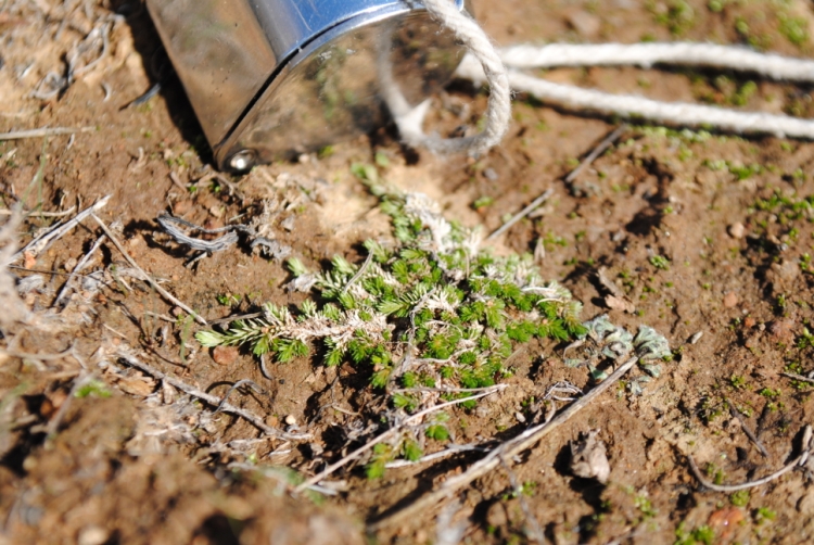 Mesa spikemoss: Selaginella cinerascens near Lake Hodges (San Diego County, California, US). "This photo is in the public domain and may be freely used for any purpose."
