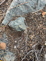 Mesa spikemoss (Selaginella cinerascens)