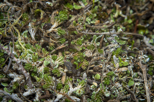 Mesa spikemoss (Selaginella cinerascens)