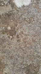 Mesa spikemoss (Selaginella cinerascens)