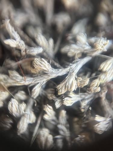 Mesa spikemoss (Selaginella cinerascens)