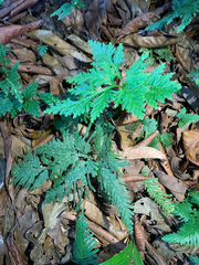 Selaginella conduplicata (Selaginella conduplicata)