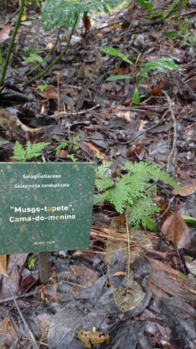 Selaginella conduplicata (Selaginella conduplicata)