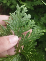 Selaginella conduplicata (Selaginella conduplicata)