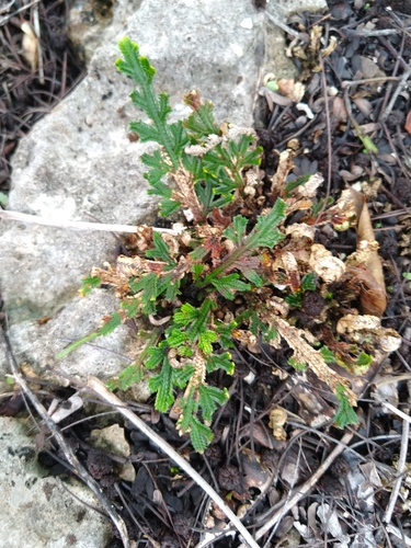 Selaginella convoluta (Selaginella convoluta)