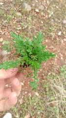 Selaginella convoluta (Selaginella convoluta)