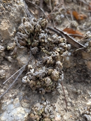 Selaginella convoluta (Selaginella convoluta)