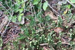 Selaginella convoluta (Selaginella convoluta)
