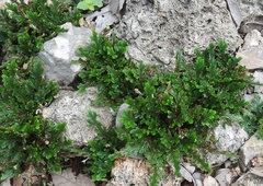 Selaginella convoluta (Selaginella convoluta)
