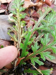 Selaginella convoluta (Selaginella convoluta)