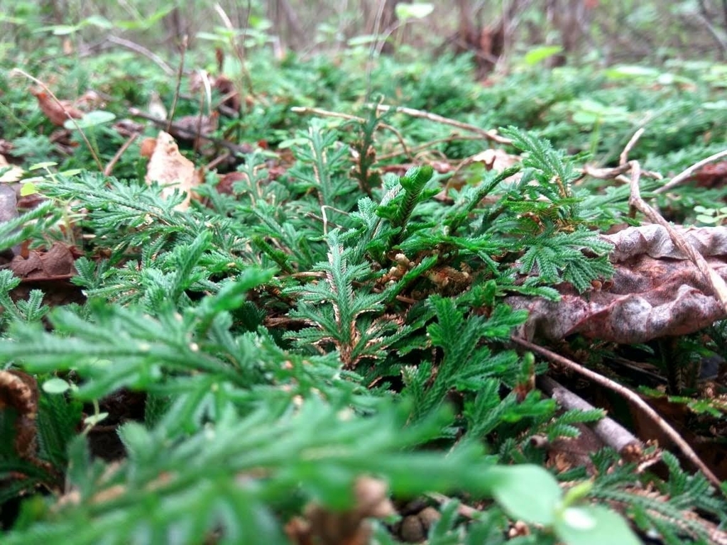 Selaginella convoluta (Selaginella convoluta)