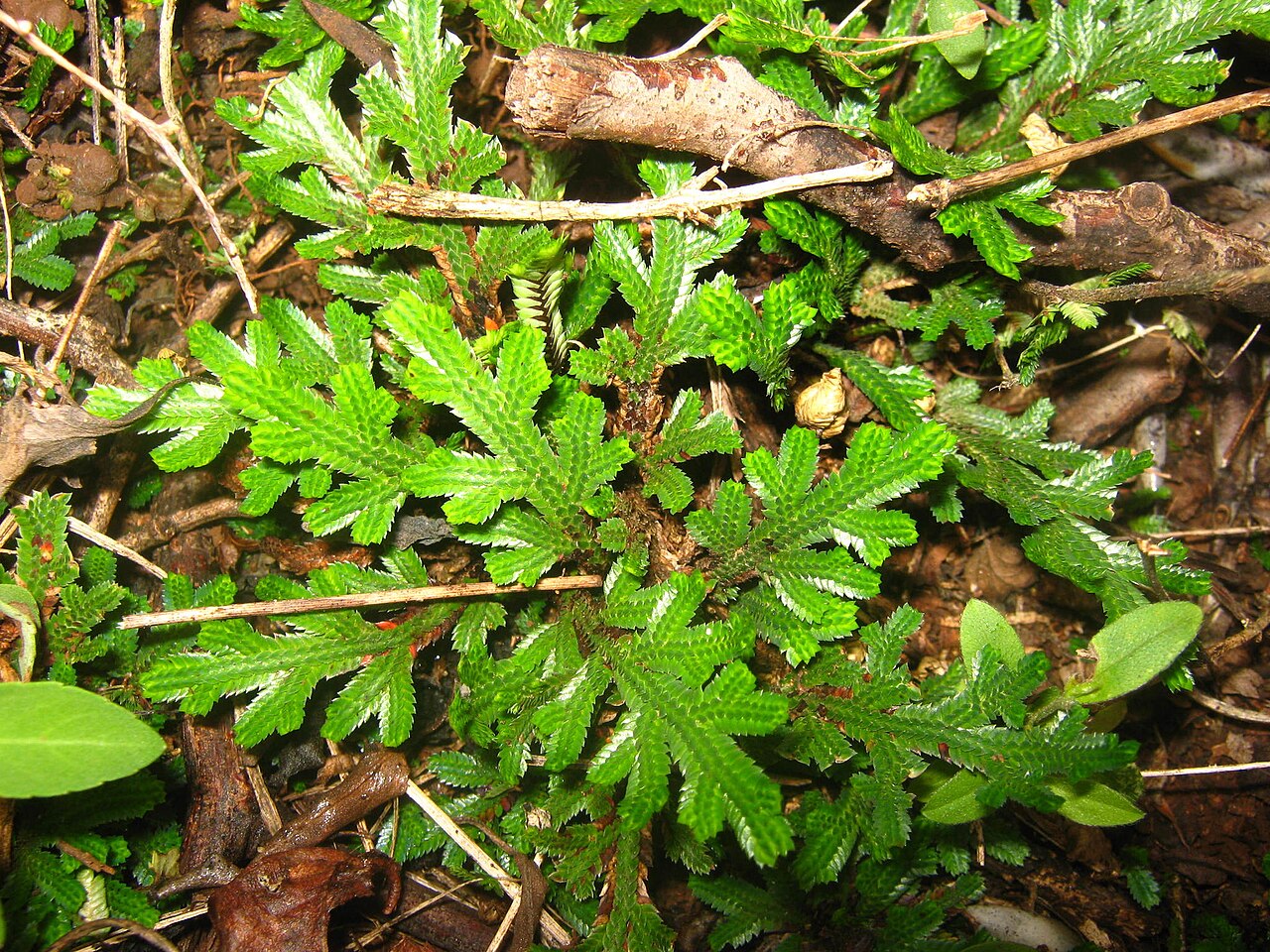 Selaginella convoluta: Picture of Selaginella convoluta from iNaturalist.