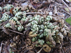 Selaginella convoluta (Selaginella convoluta)