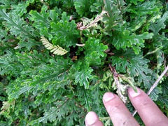 Selaginella convoluta (Selaginella convoluta)