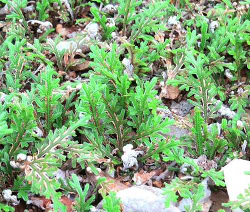 Selaginella convoluta (Selaginella convoluta)