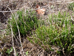 Riddell's spikemoss (Selaginella corallina)