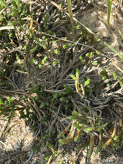 Riddell's spikemoss (Selaginella corallina)