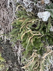 Riddell's spikemoss (Selaginella corallina)