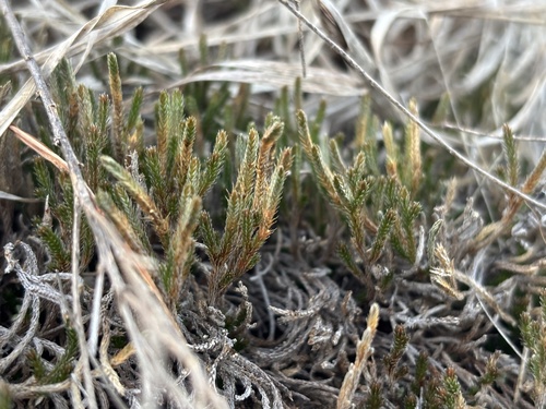 Riddell's spikemoss (Selaginella corallina)