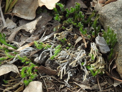 Riddell's spikemoss (Selaginella corallina)