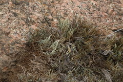 Riddell's spikemoss (Selaginella corallina)